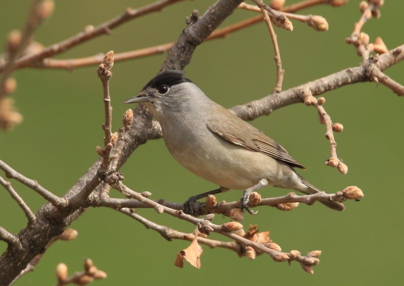 Sylvia atricapilla (l.)