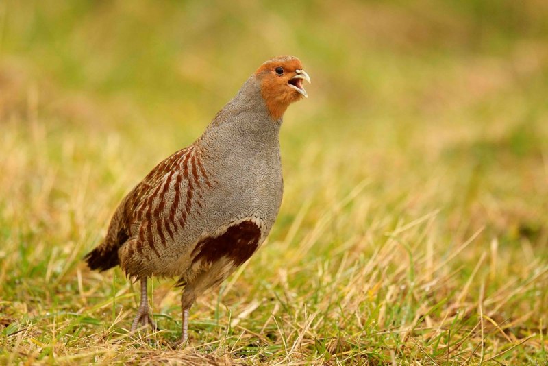 Серая куропатка (Perdix Perdix)
