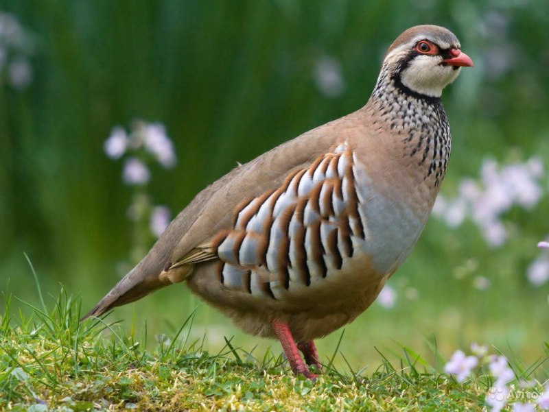 Серая куропатка (Perdix Perdix)