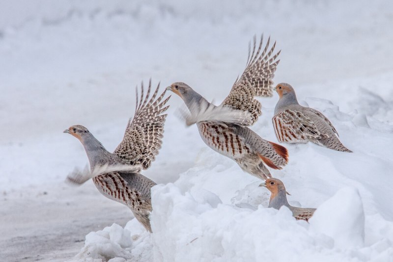 Серая куропатка (Perdix Perdix)