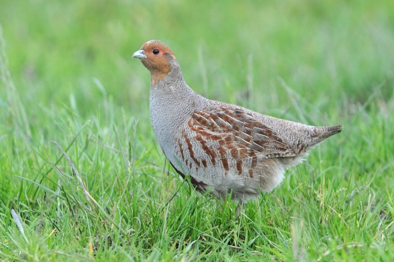 Куропатка серая – Perdix Perdix Linnaeus