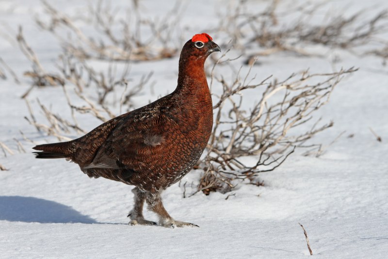 Куропатка серая – Perdix Perdix Linnaeus