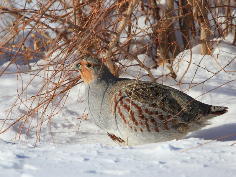Серая куропатка (Perdix Perdix)