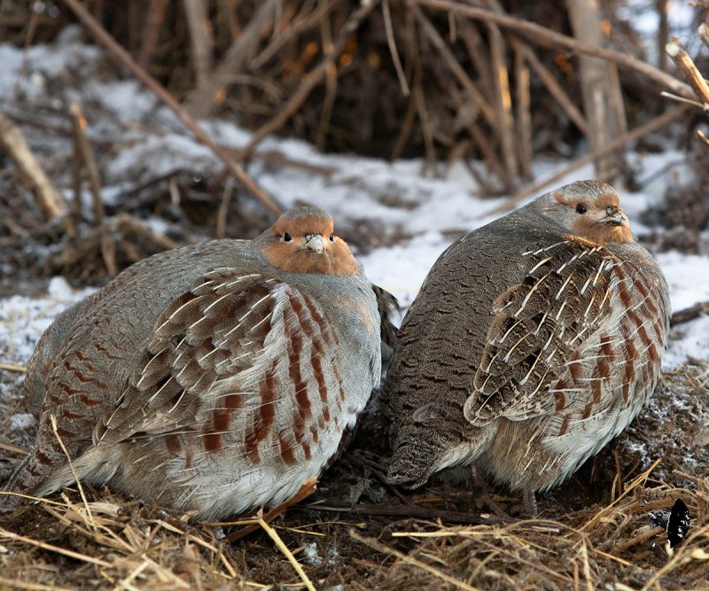 Серая куропатка (Perdix Perdix)
