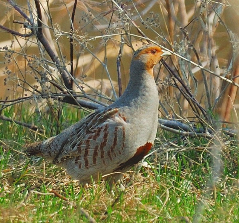 Серая куропатка в степи