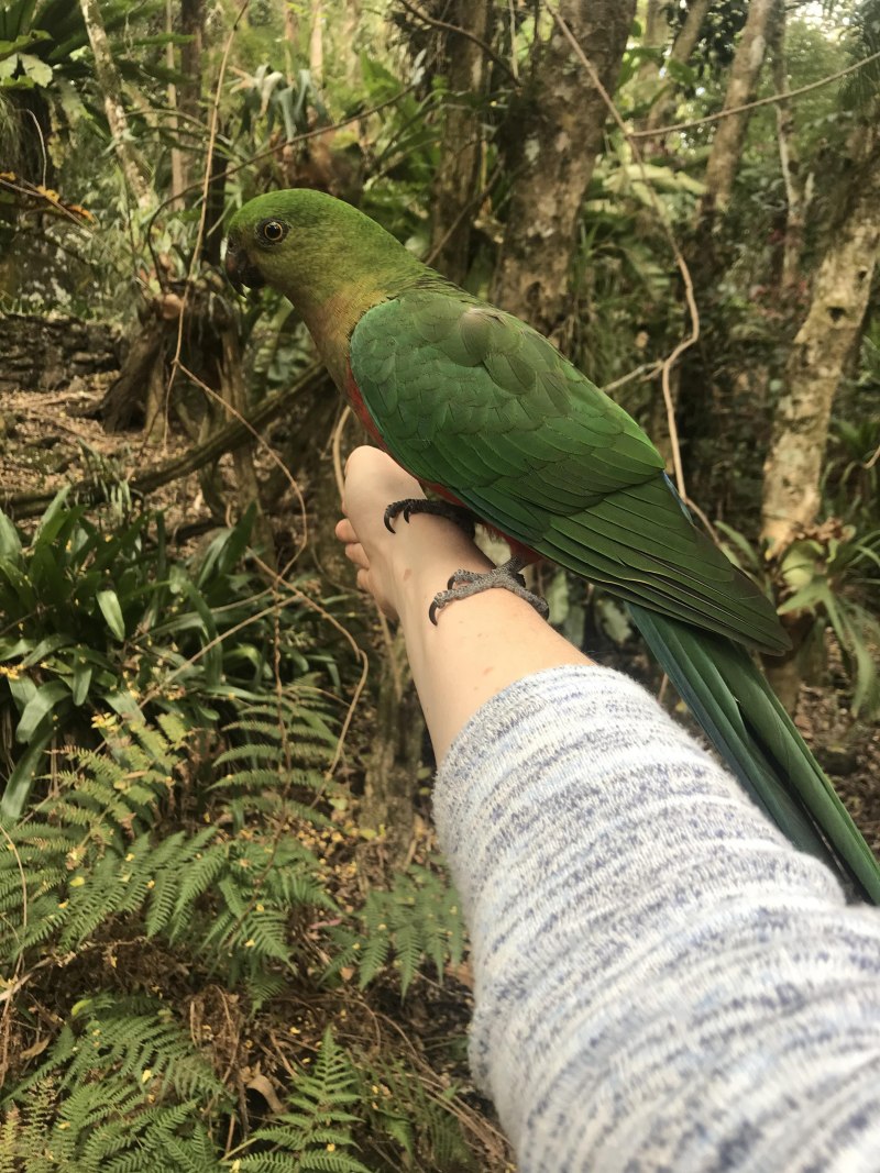 She felt that Parrots needed more ... (Protect).