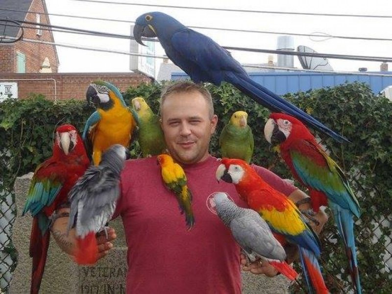Попугай ара и человек