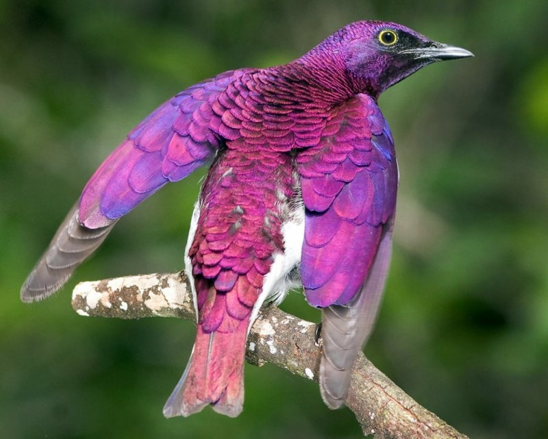 Violet backed Starling птица