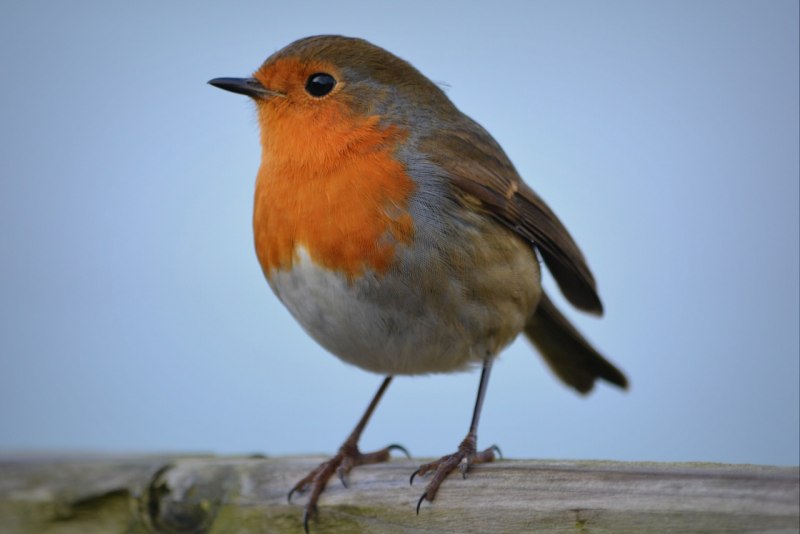 Зарянка – Erithacus rubecula (l., 1758)