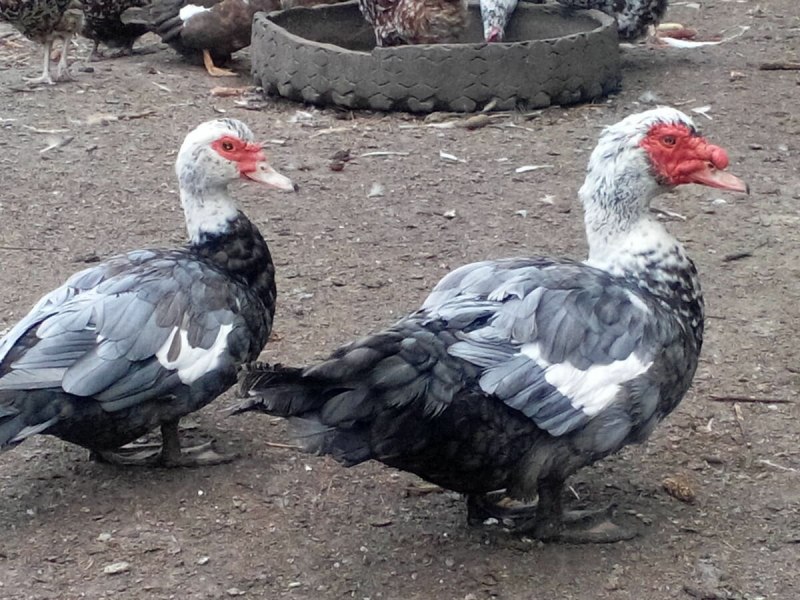 Мускусная утка