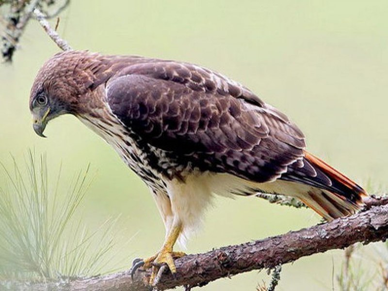 Сарыч краснохвостый (Buteo jamaicensis)