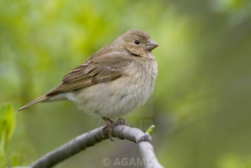 Большая чечевица (Carpodacus rubicilla)