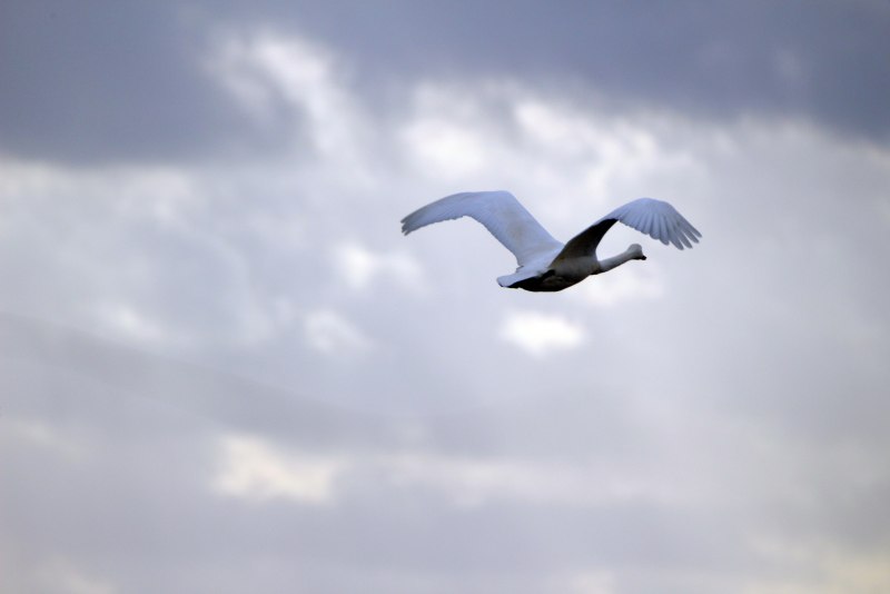 Лебедь в небе птицы (78 фото)