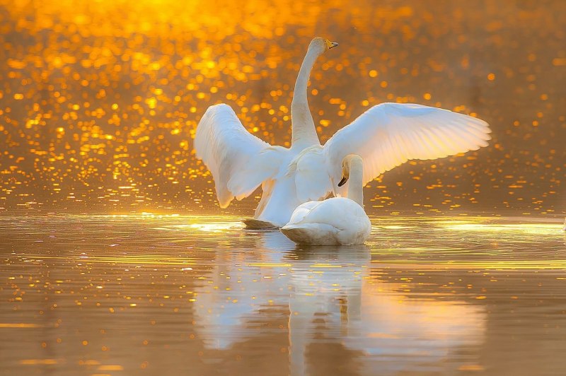 Лебедь взлетает с воды