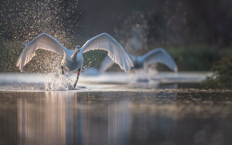 Лебедь взлетает с воды