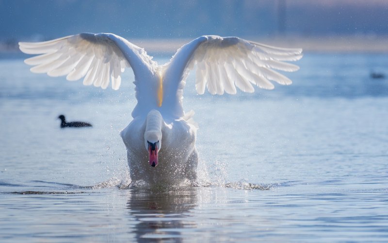 Лебедь взлетает с воды