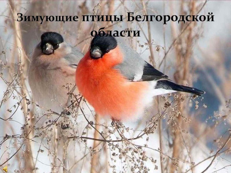 Снегирь красногрудый красавец