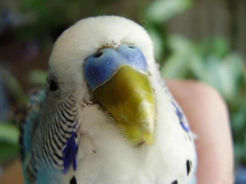 Восковица у волнистого попугая мальчика (88 фото)