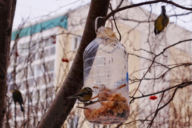 Кормушка из бутылки и тарелок