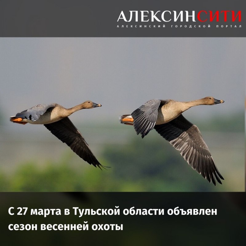 Гусь-гуменник Магаданской области