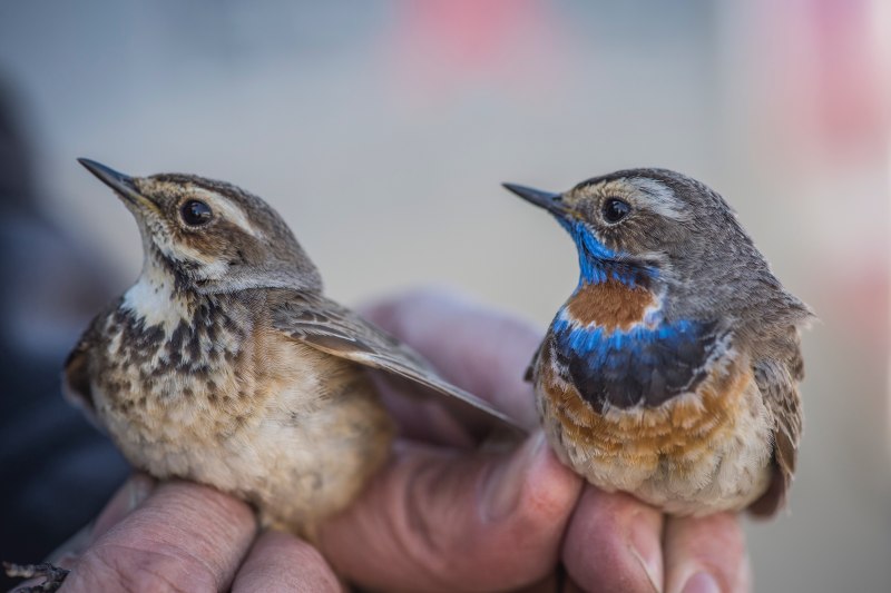 The Bluethroat (Luscinia svecica)