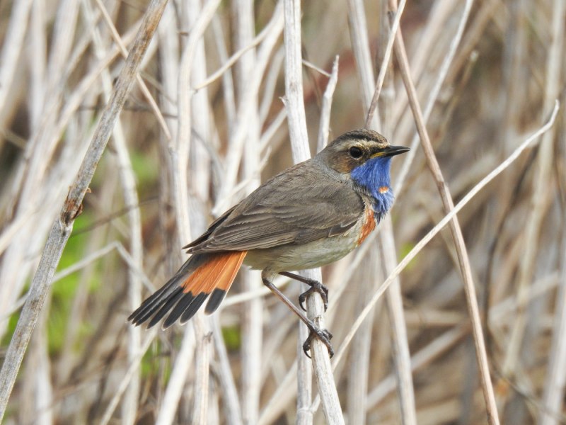 . Варакушка (Cyanosylvia svecica)