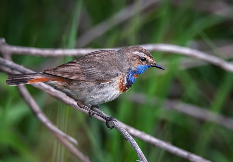 . Варакушка (Cyanosylvia svecica)