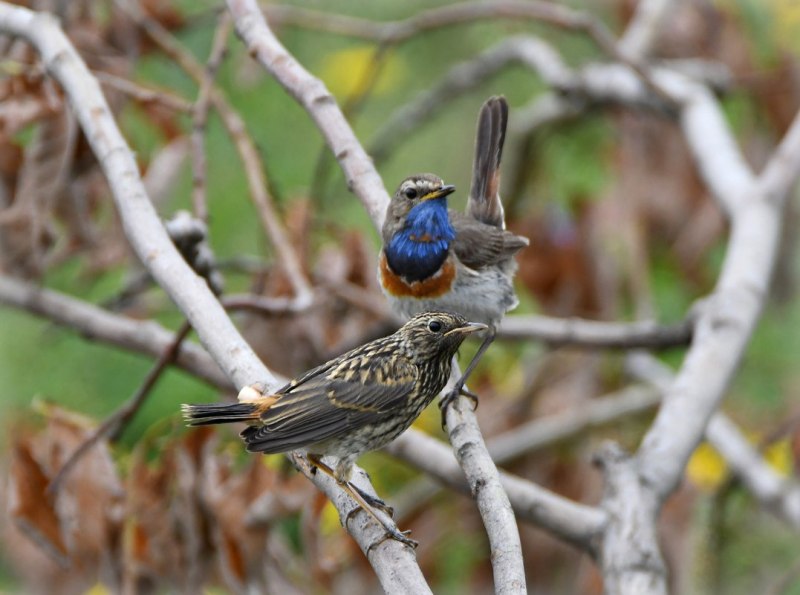 Варакушка (Luscinia svecica)