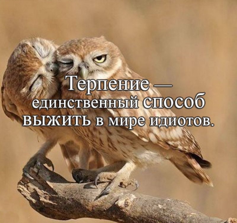 Милые Совы