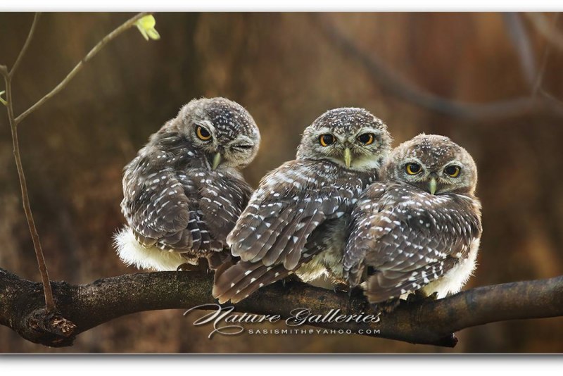 Природа животные Совы