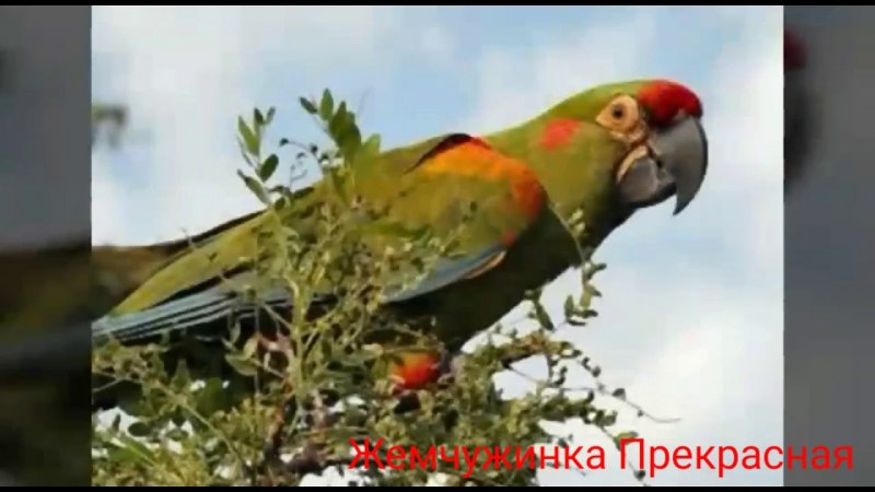 Мартиникский ара