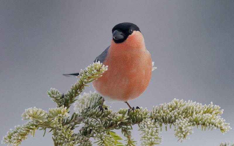 Eurasian Bullfinch