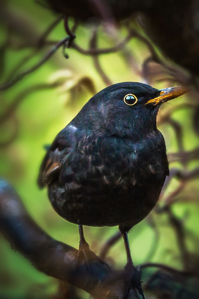 Willie Wagtail