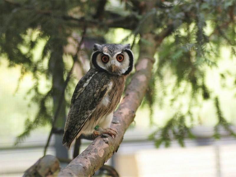 Бледный Филин Bubo lacteus