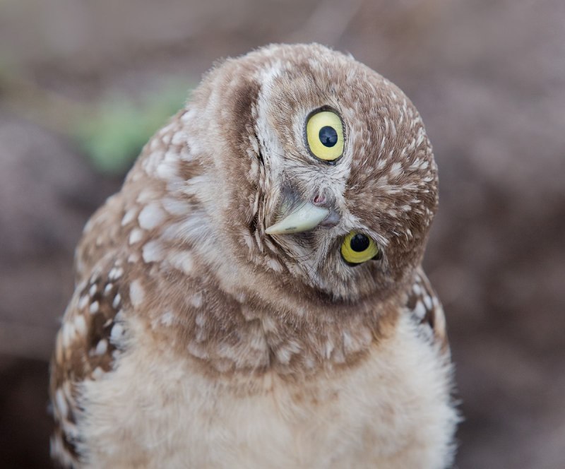 Ушастая Сова ASIO Otus