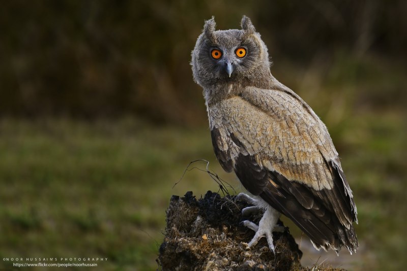 Otus Pauliani