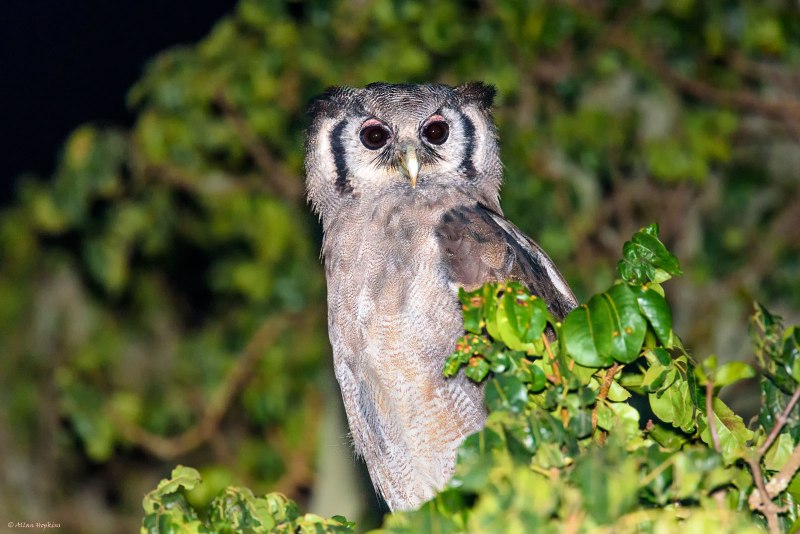 Филин Bubo Bubo гнезда