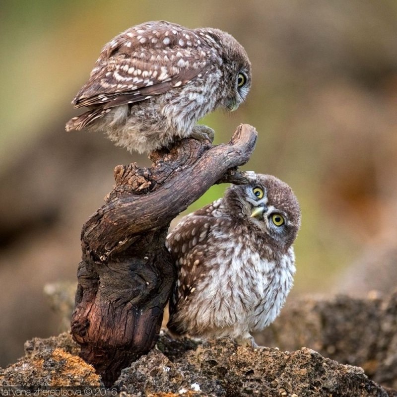 Bubo capensis