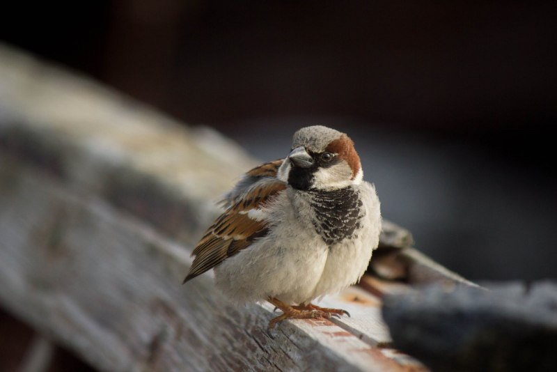Сибирская чечевица Carpodacus roseus