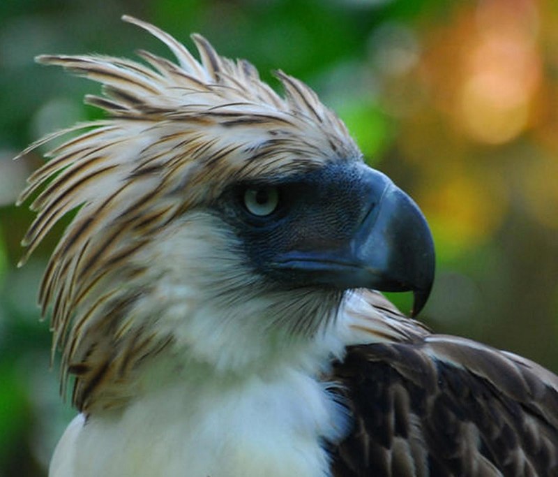 Philippine Eagle Black