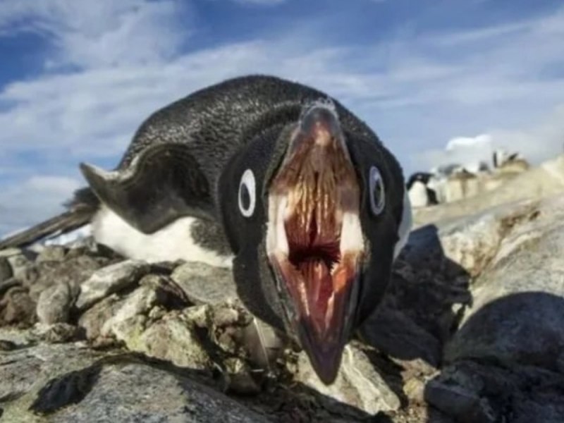 Открытый рот пингвина (74 фото)