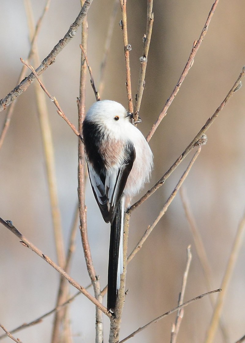 Ополовник Aegithalos caudatus