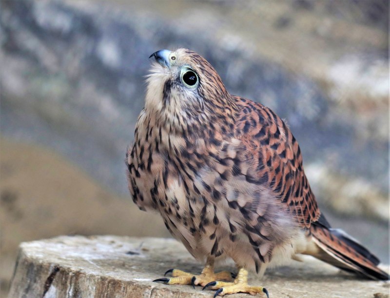 Falco Duboisi