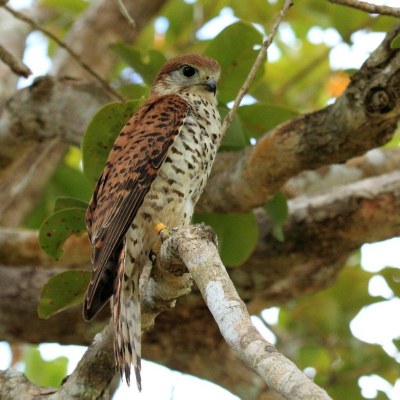 Falco punctatus