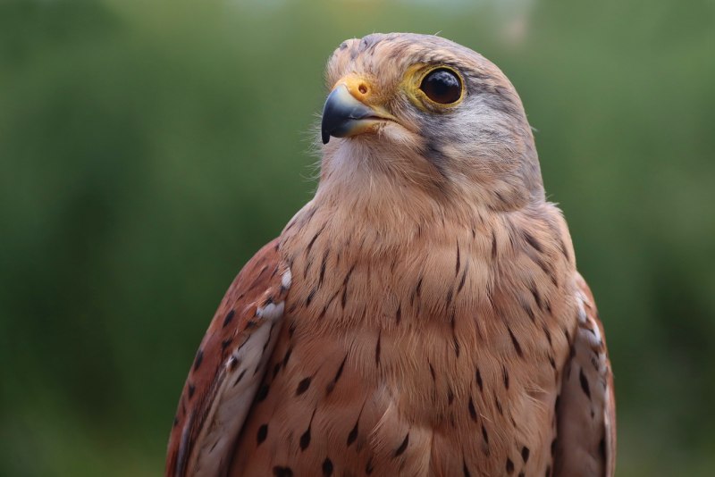 Falco punctatus