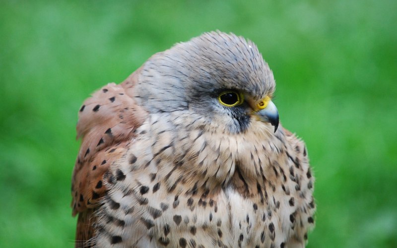 Common Kestrel Wallpaper