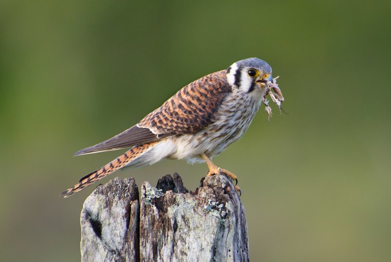Falco deiroleucus