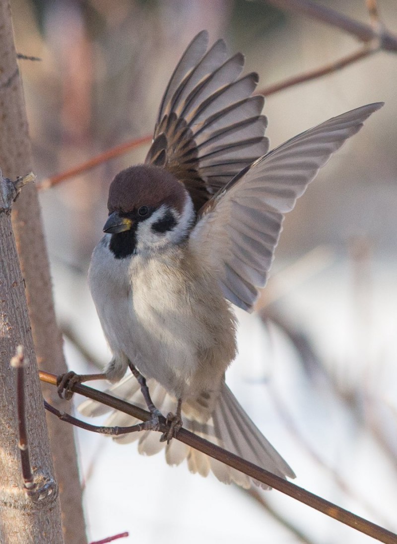 Полевой Воробей passer montanus