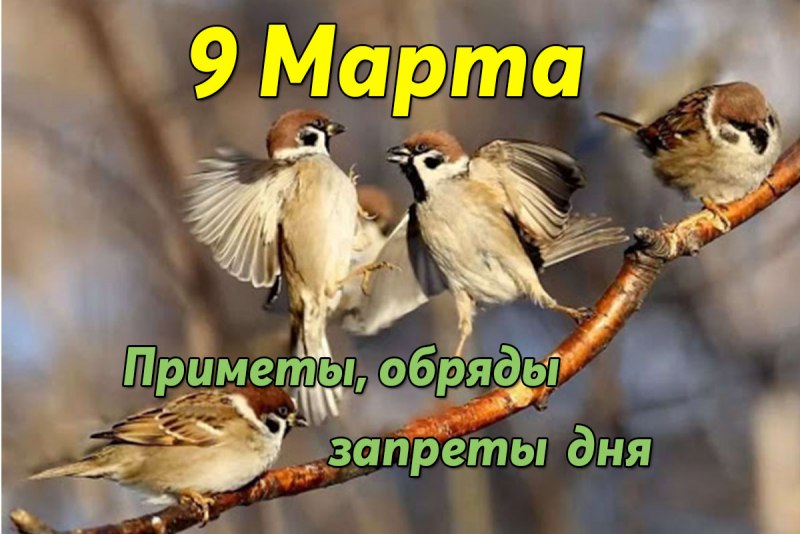 Воробьи расчирикались
