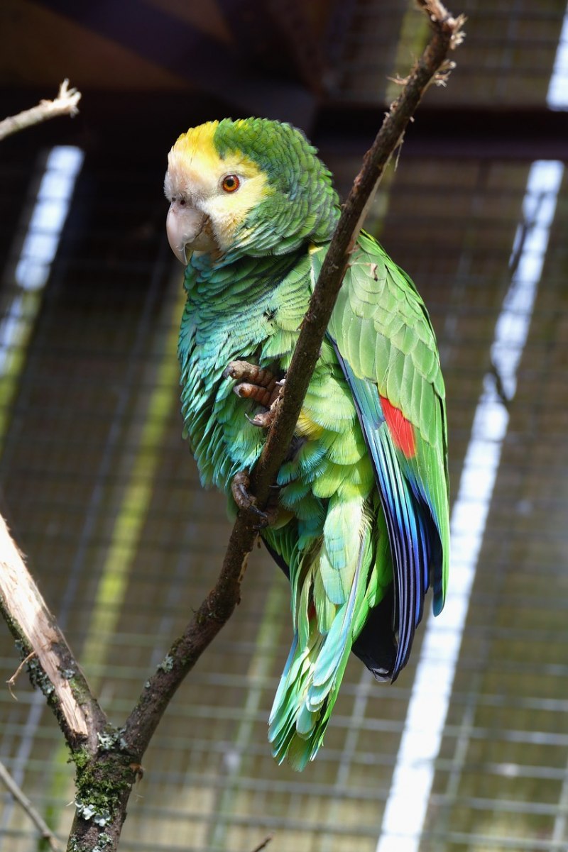 Полосатые попугаи (80 фото)